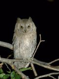 Otus scops